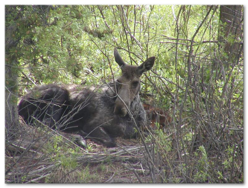 Cow Moose With Calf (Partially Hidden Behind Her)Near Christan Pond