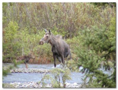 u47/mcwilliams/medium/30190955.Yellowstone03037.jpg