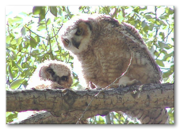 Owl Parents At Mammoth