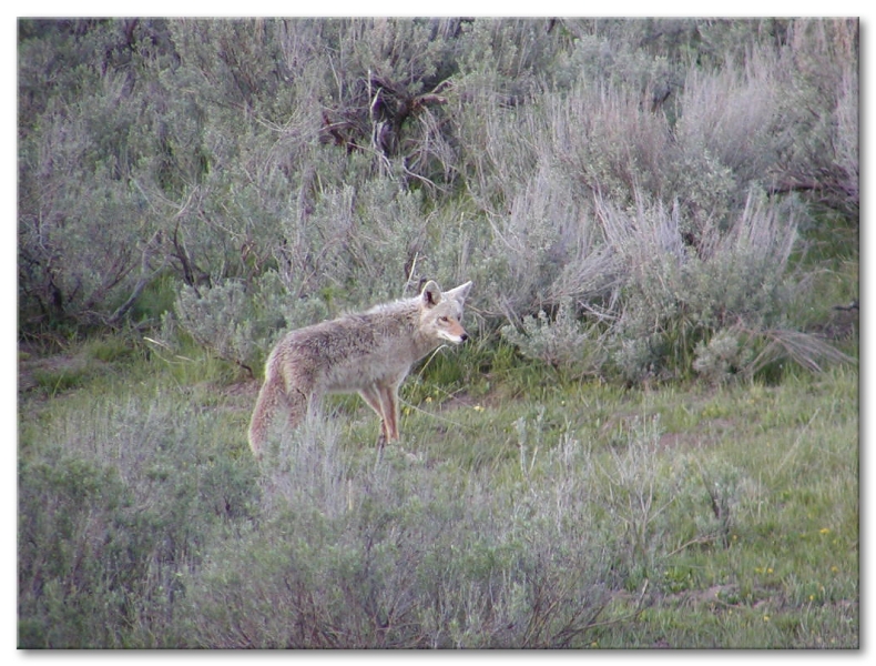 Coyote Searching For Ground Squirrels