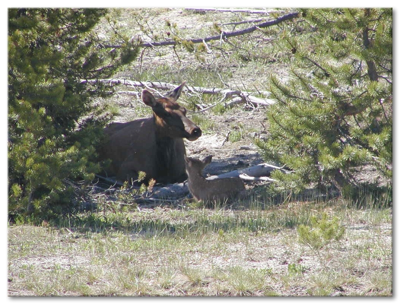 Elk cow and calf,West Thumb Geyser Basin