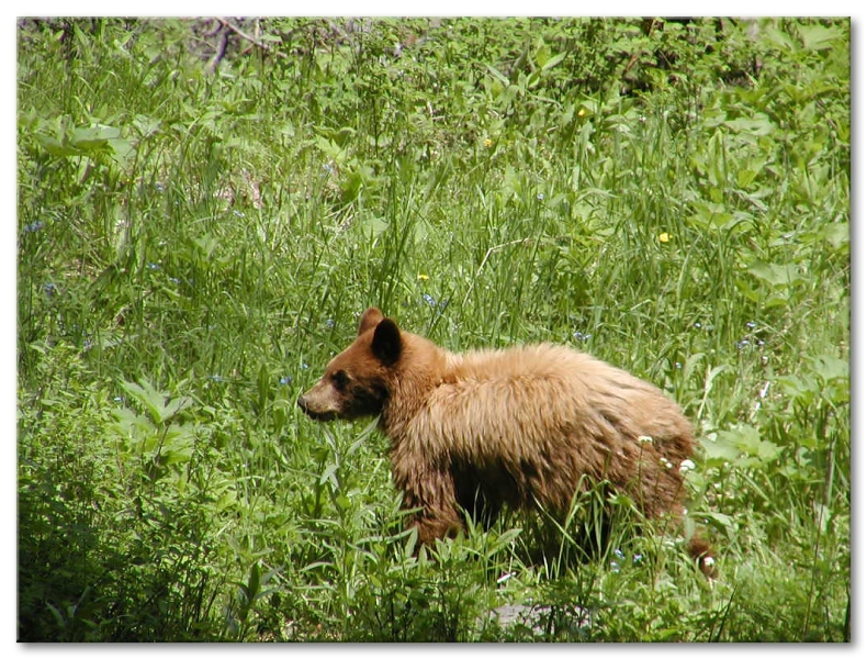 Juvenile Black Bear,Tower Falls/Calcite Springs Area