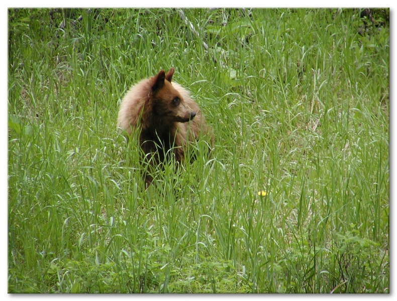 Juvenile Black Bear,Tower Falls/Calcite Springs Area