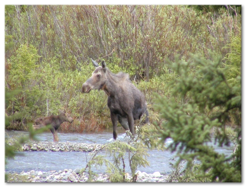 Moose and Newborn Calf

Soda Butte Creek,Cooke City Montana