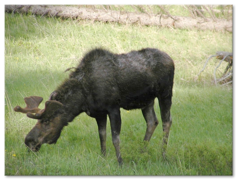 Bull moose near The Thunderer