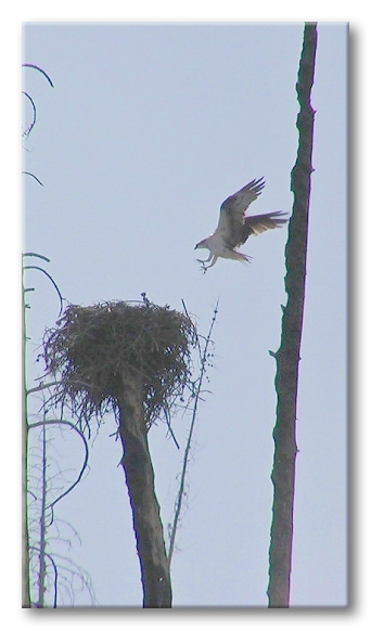 Osprey landing on nest,Firehole River