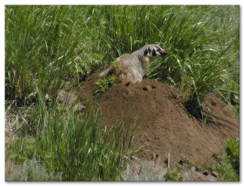 Badger Digging It's Den