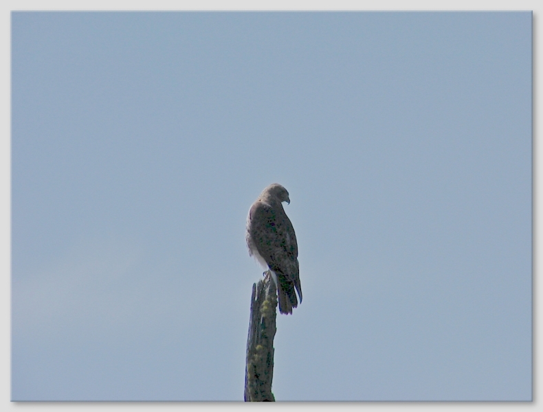 Hawk  or immature eagle ???  Yellowstone Lake