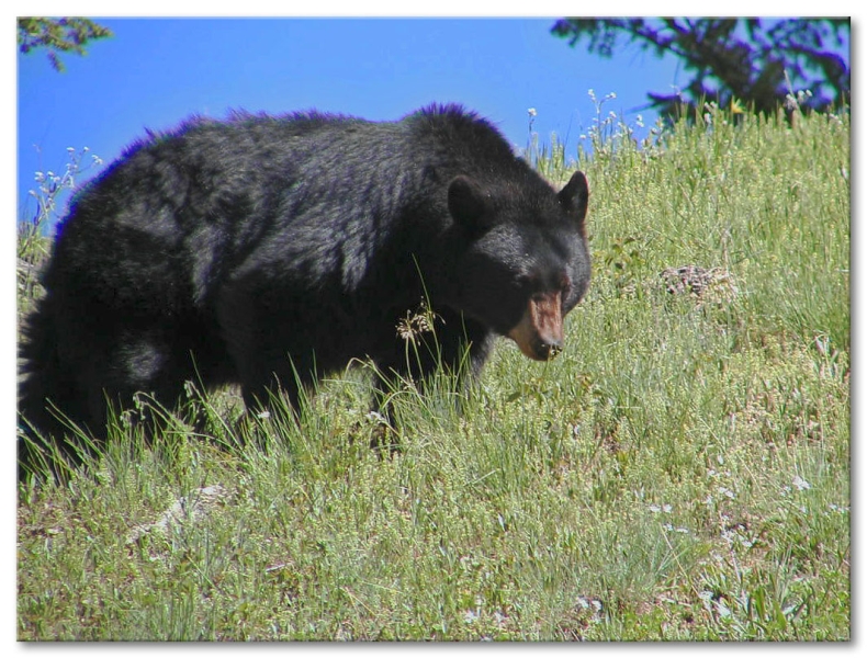 Black Bear
Yellowstone River Picnic Area