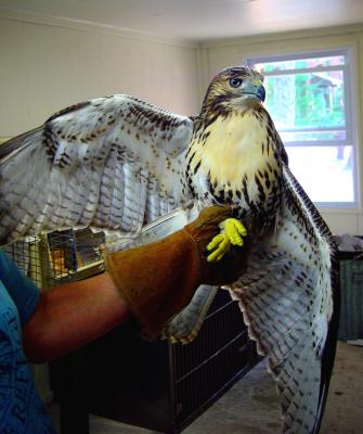 An immature Redtailed Hawk   being returned to its New Jersey home