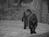 Willie from the Lake with his yellow eyes