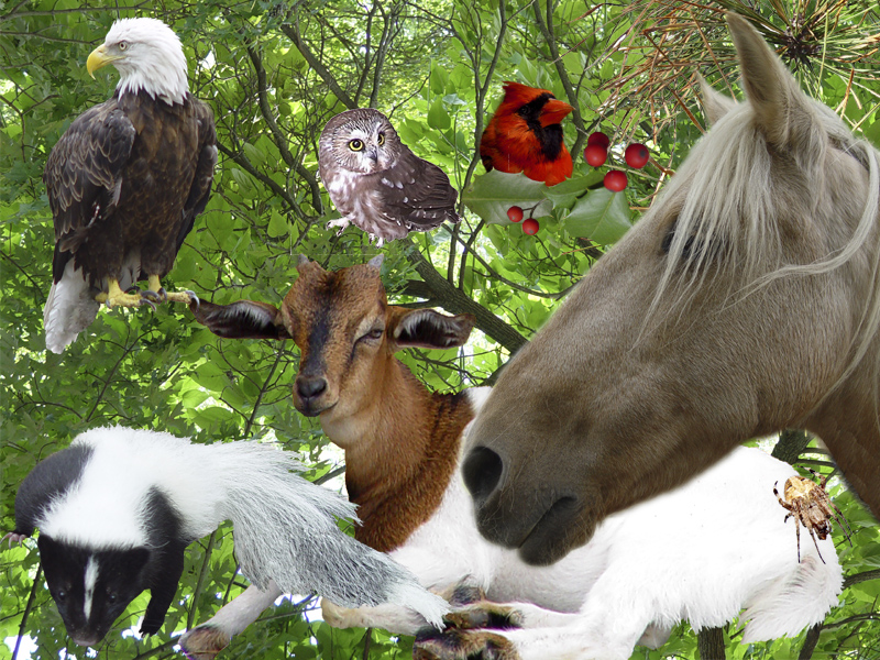 Collage animals One