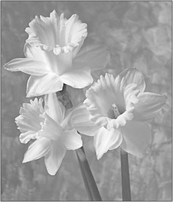 B&W_Daffs.jpg