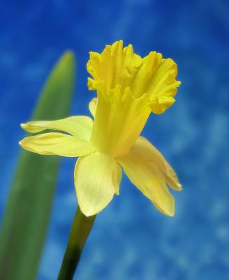 daff.jpg