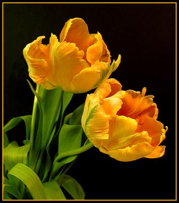 parrottulips.jpg
