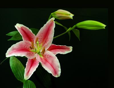 stargazer.jpg