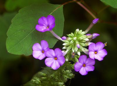 wildflower_web.jpg