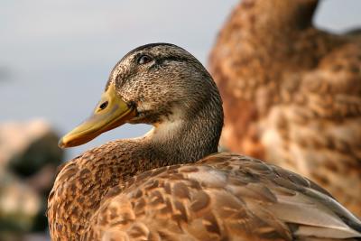 IMG_1352-copy.jpg