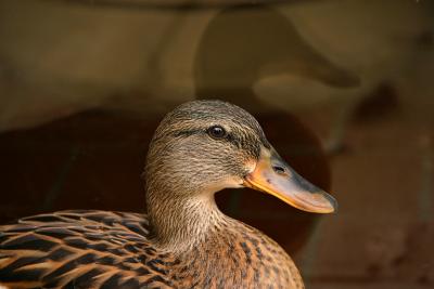 IMG_1167-copy.jpg