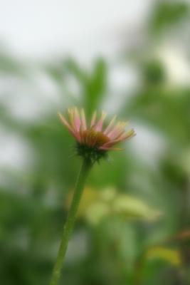 u47/melaniekipp/medium/30259351.Soft_1_Coneflower_A.jpg