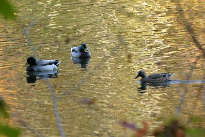 IMG_3954-Oct.jpg