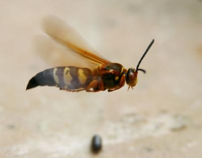 Hover Fly-Syrphidae 00030.jpg