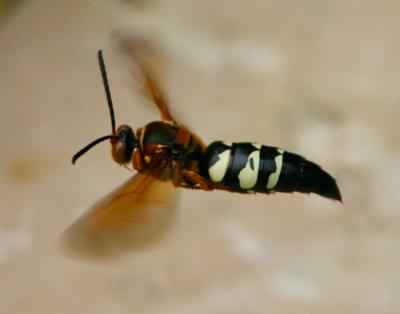 Hover Fly-Syrphidae 00013.jpg