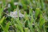 Spider Web in the Grass 00049.jpg