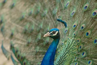 fanned