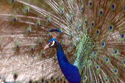 fanned2