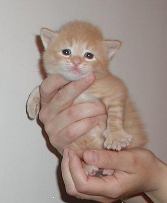 u47/merjatee/medium/30028568.riki3weeks2.jpg