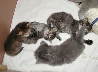 Four kittens