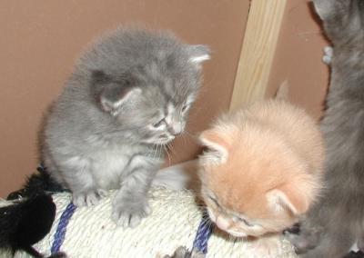 Amante's litter E is three weeks old