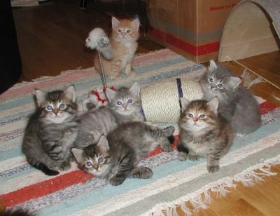 u47/merjatee/medium/30602310.kittens5weeks260604a.jpg