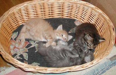 Boys and Hilda in the basket