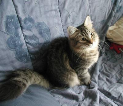 Amante's Divina aka Essi  - Siberian kitten