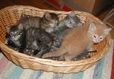 Five kittens in a basket