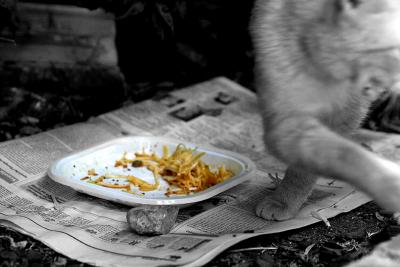 A Sicilian cat who doesn't want to share its spaghetti (16/06)
