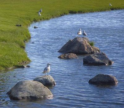 Gulls & Rocks