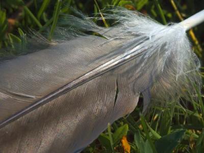 Goose Feather