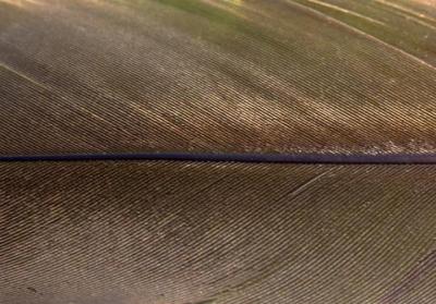 Goose Feather Abstract