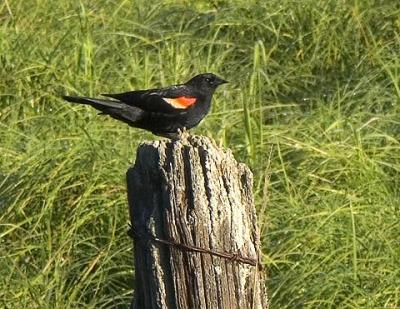 Red-winged Blackbird1