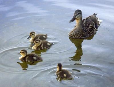 Dow's Lake Duck Family