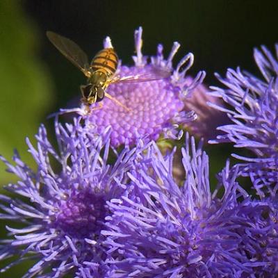 Little Bee on Little Flower