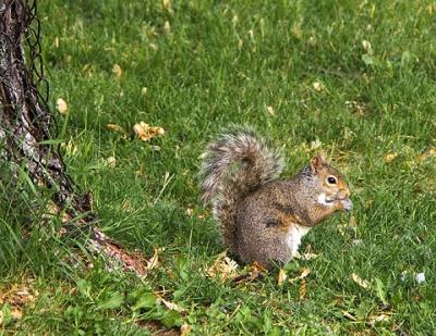 Gray Squirrel