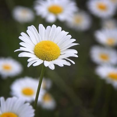 Wild Daisies 3384