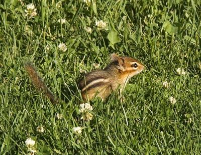 Chipmunk Among Clover