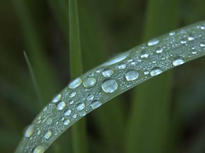 Raindrops on Blade of Grass