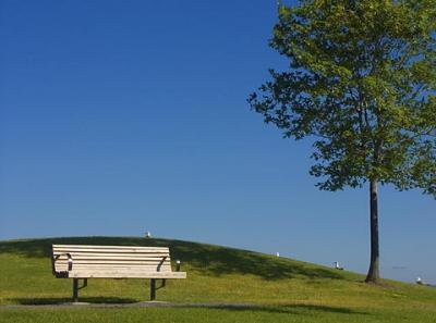 Bench & Tree