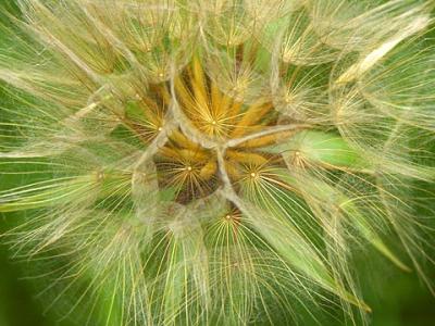Seedy Dandelion